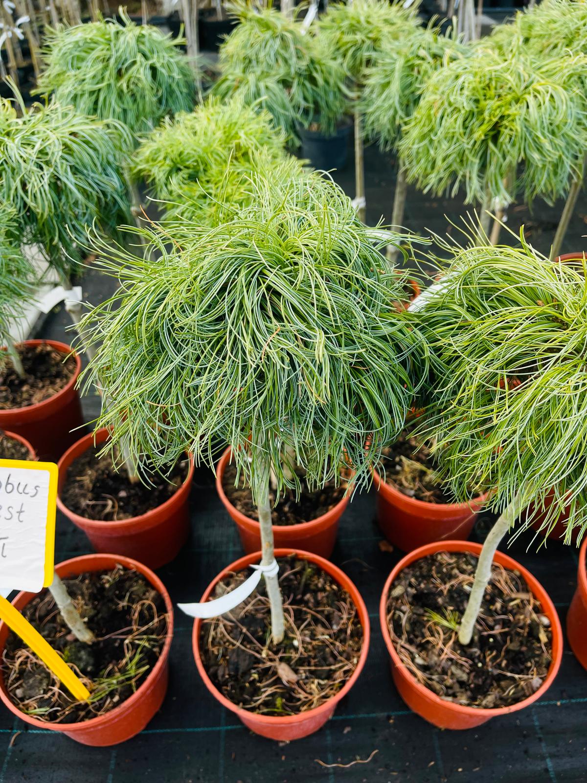 plant004 - Szkółka Ula Milczanowska